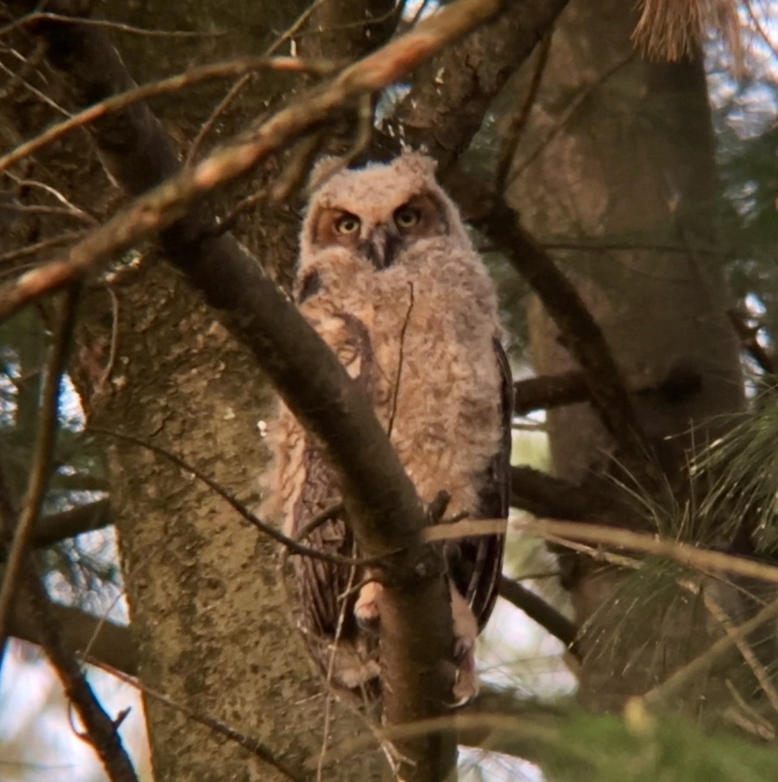 Great Horned Owl - Jeff Kenney