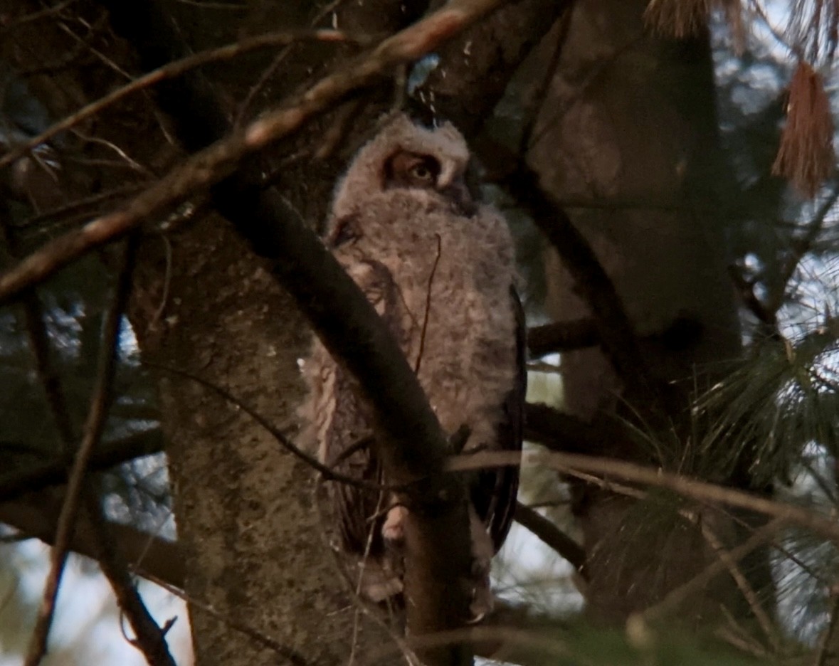 Great Horned Owl - Jeff Kenney