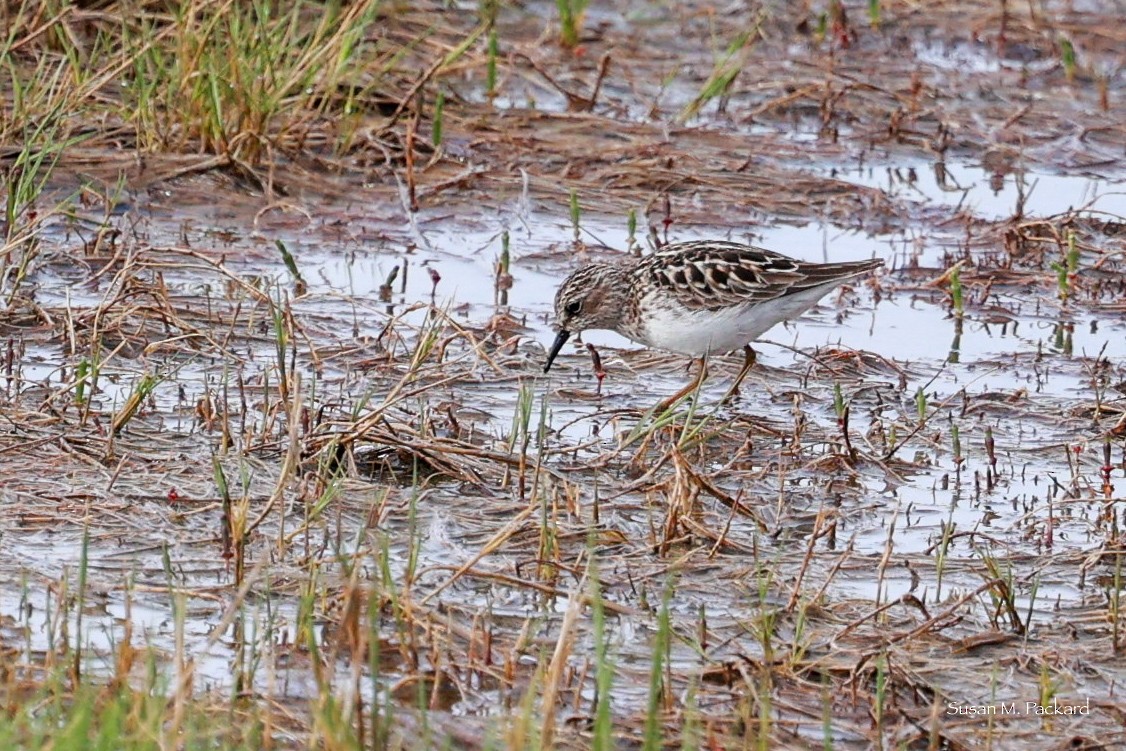 pygmésnipe - ML618665660