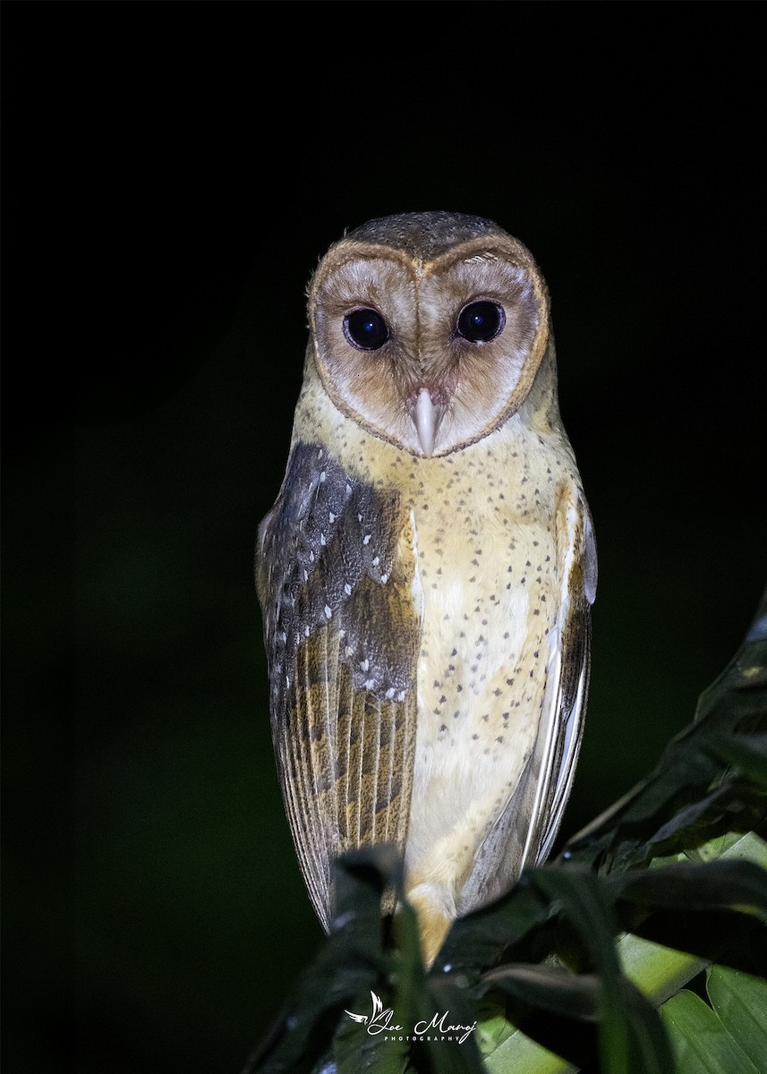 Andaman Masked-Owl - ML618665663