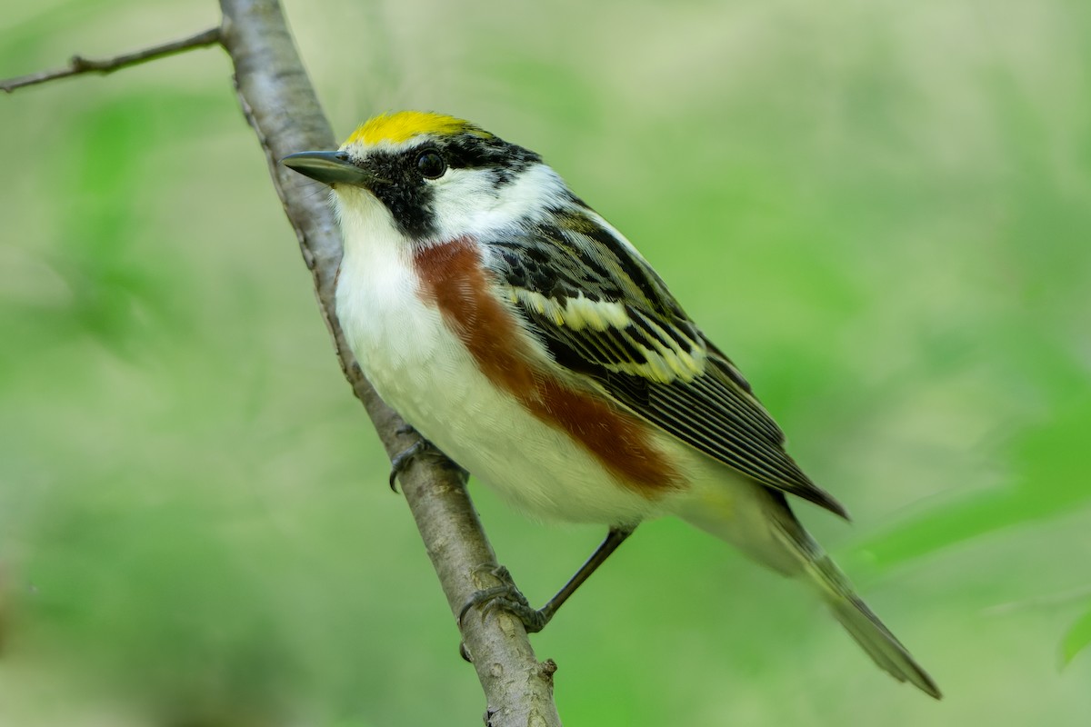 Chestnut-sided Warbler - ML618665675