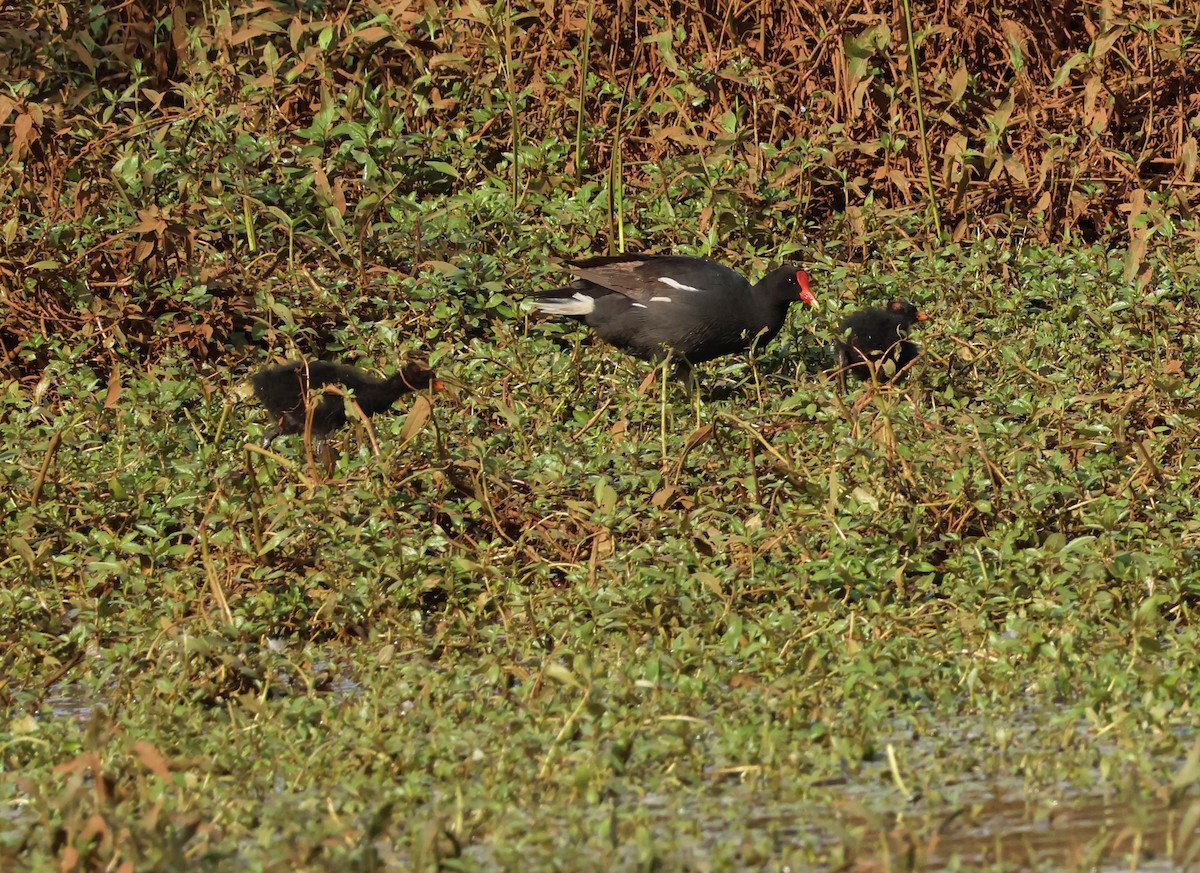 Common Gallinule - ML618665686