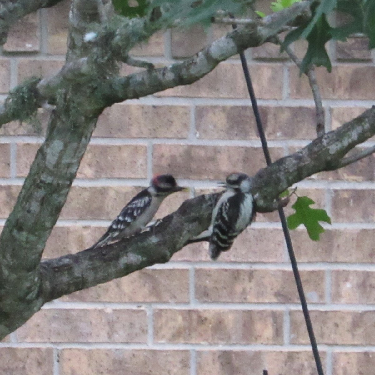 Downy Woodpecker - ML618665707