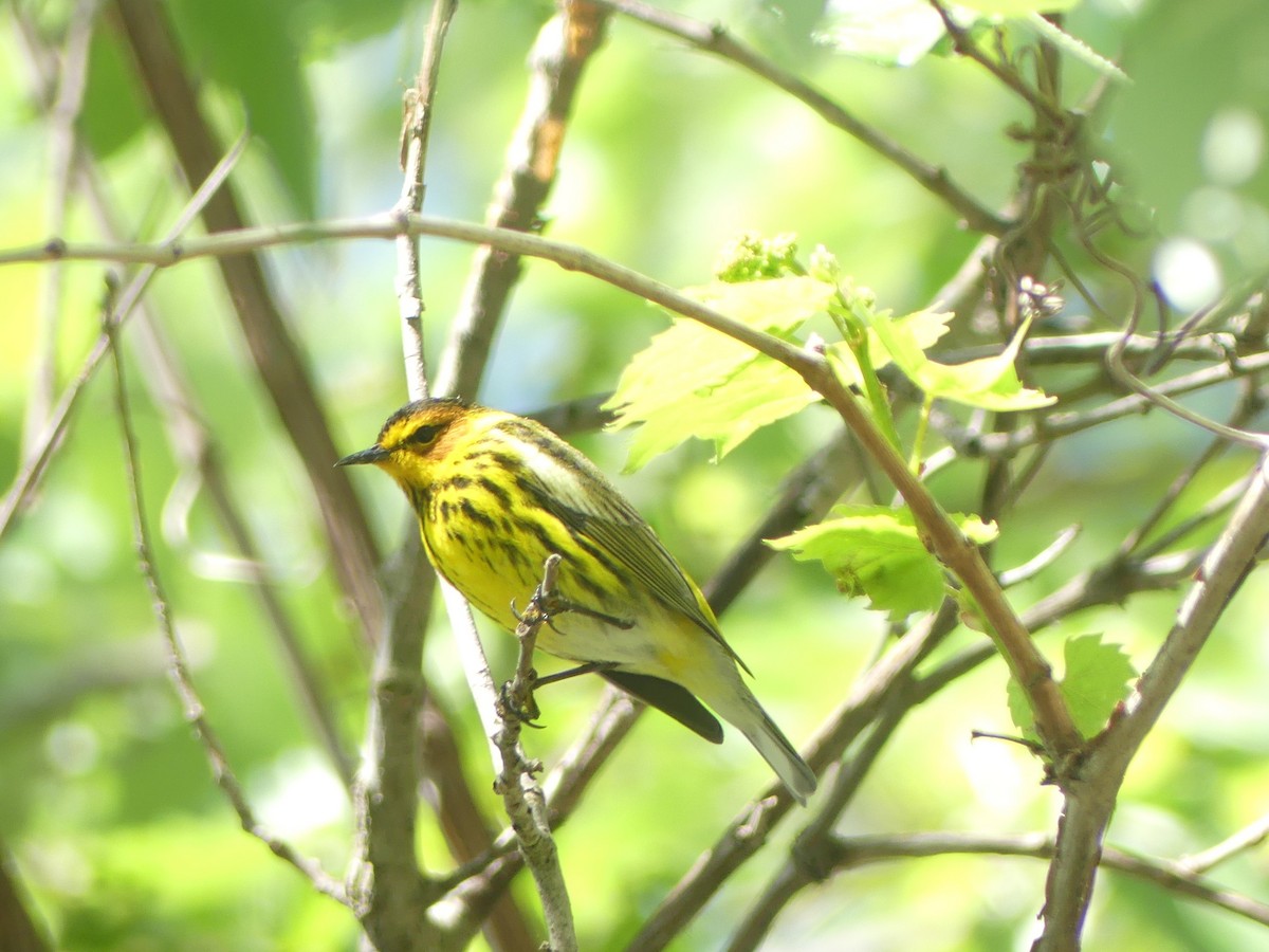 Cape May Warbler - Sally Isacco