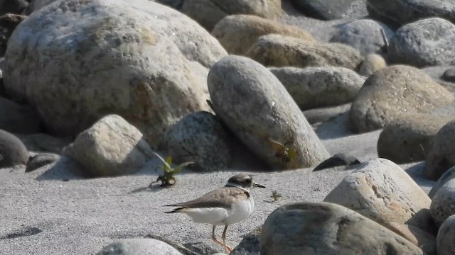 Long-billed Plover - ML618665735