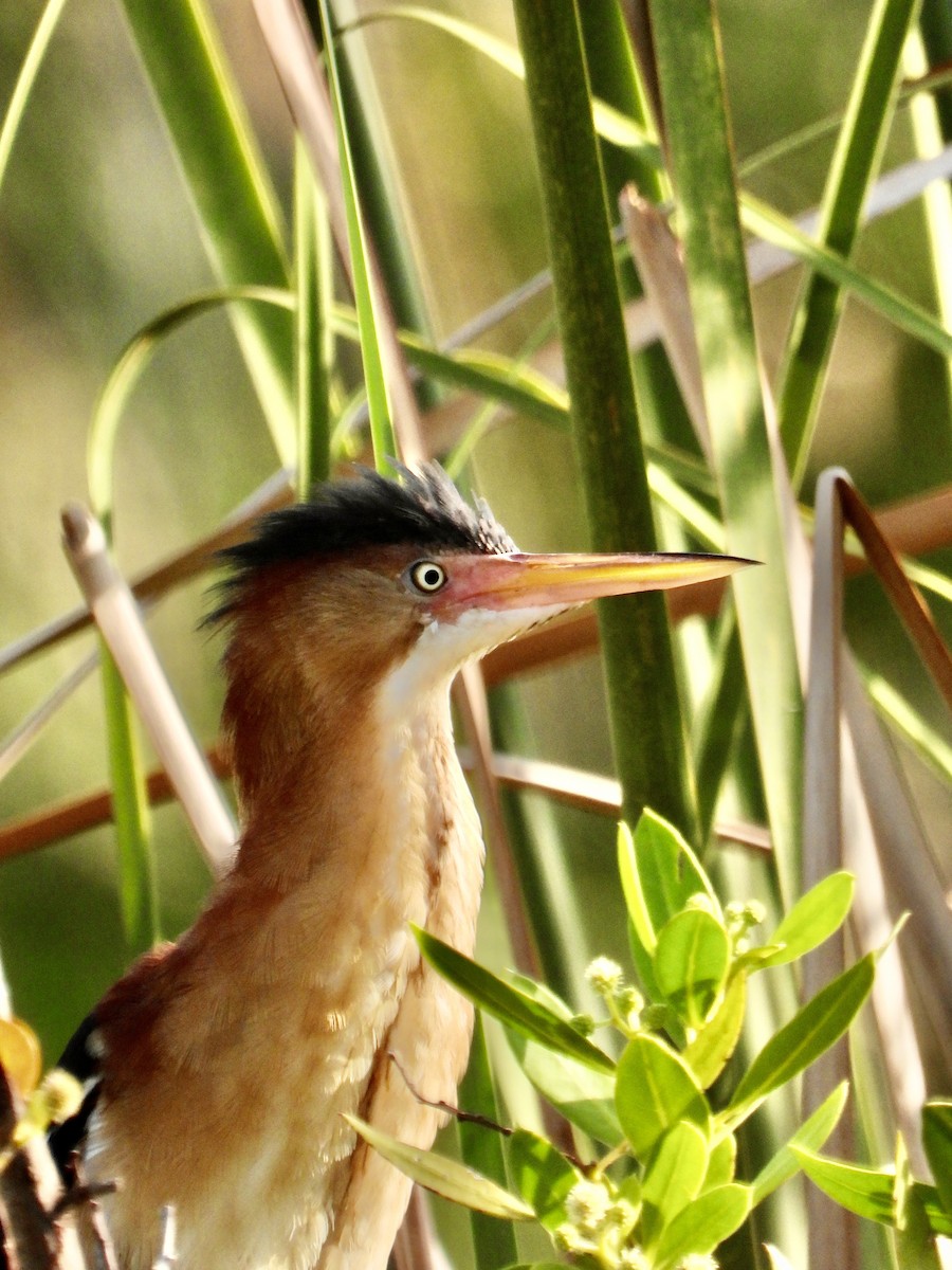 Least Bittern - ML618665743