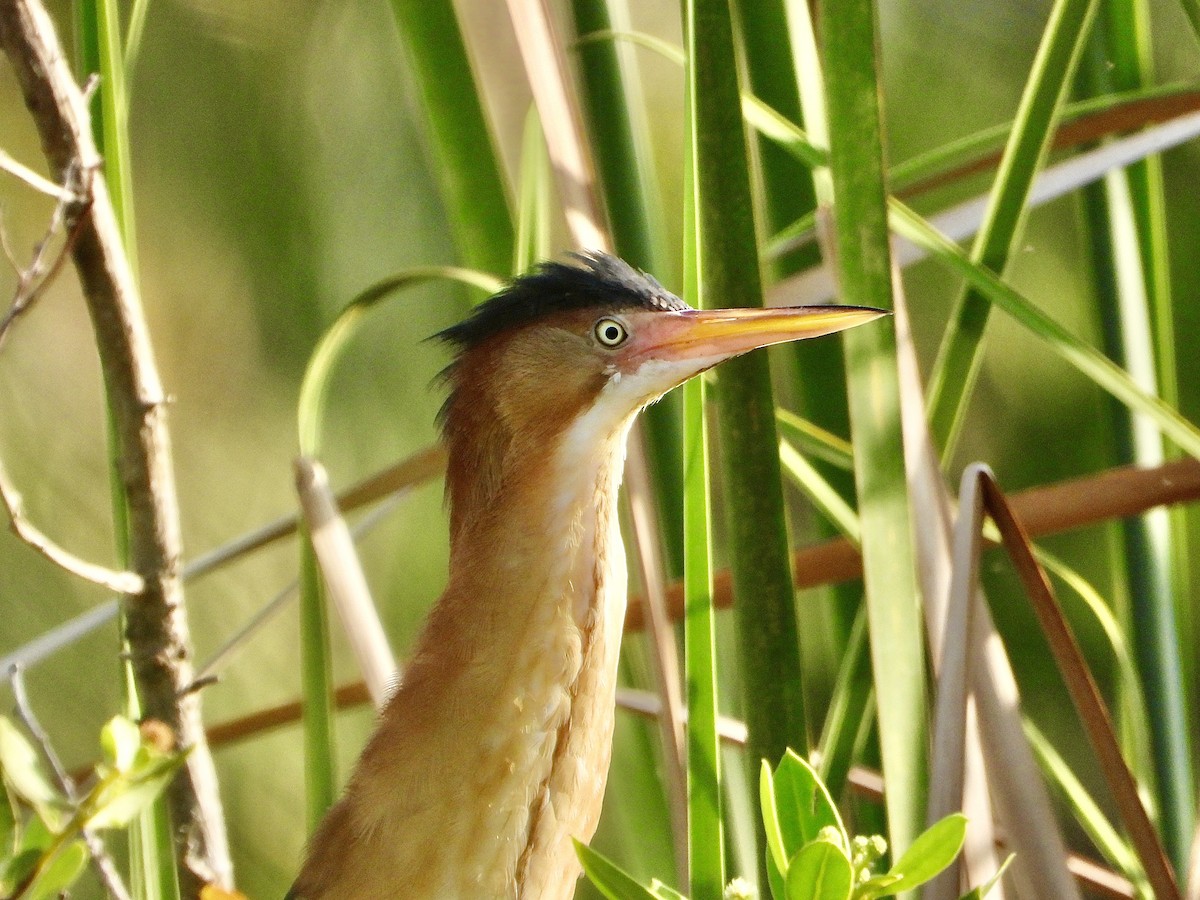 Least Bittern - Jezreel Barac Rivadeneyra Fiscal