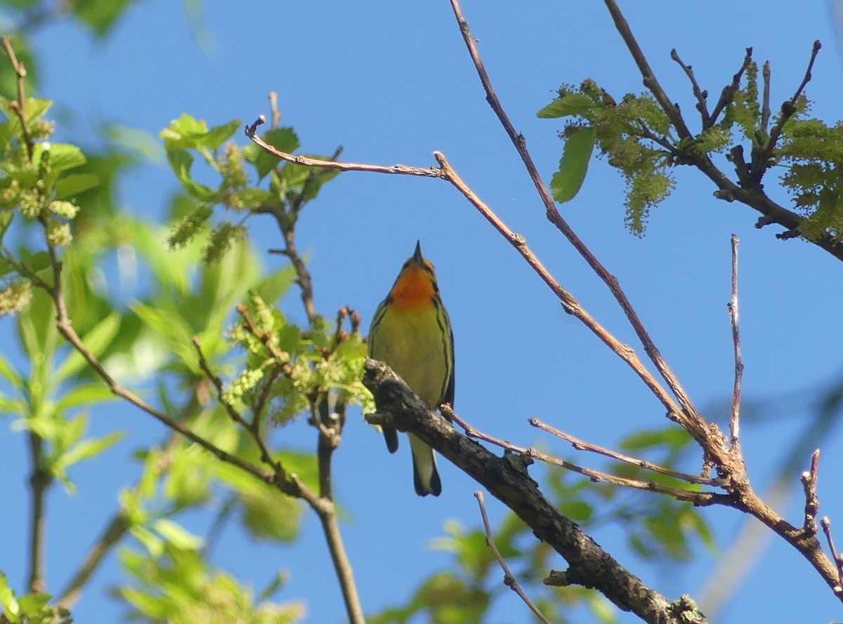 Blackburnian Warbler - ML618665770