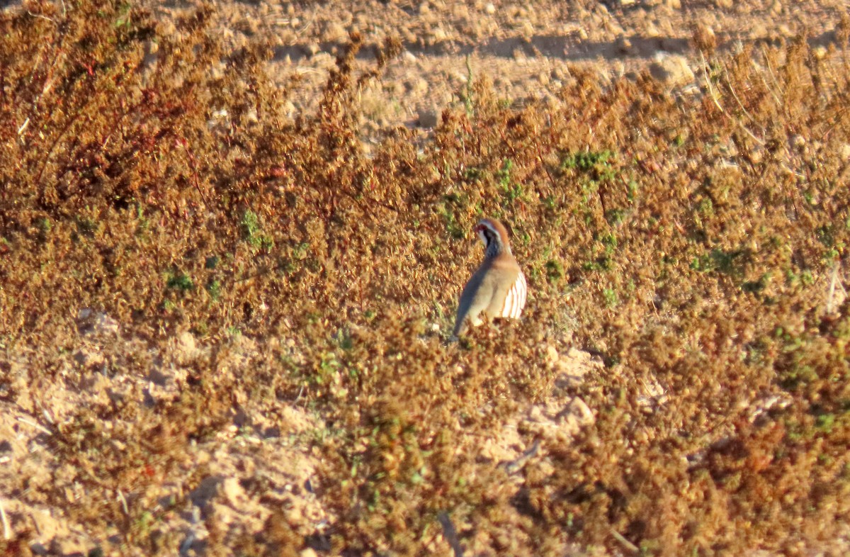 Red-legged Partridge - ML618665801