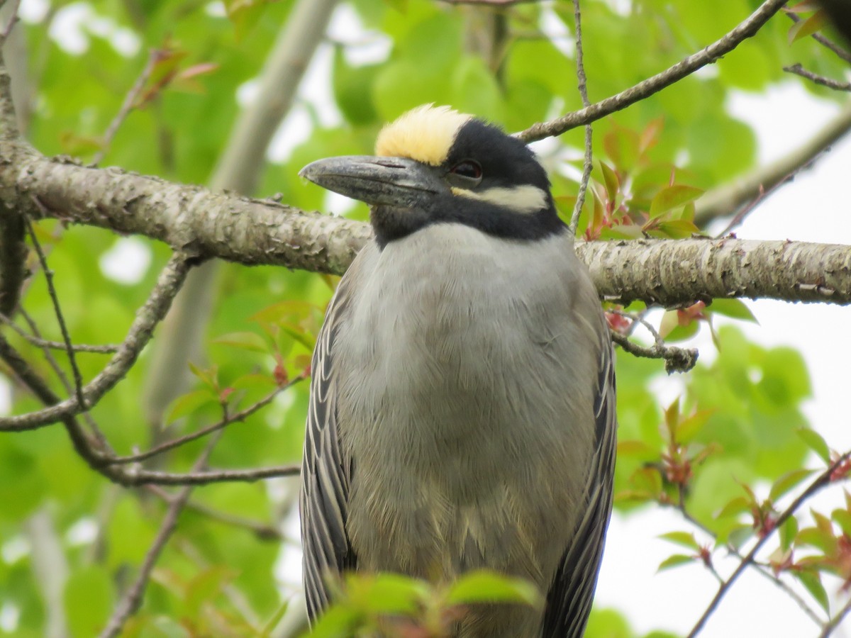 Yellow-crowned Night Heron - ML618665836