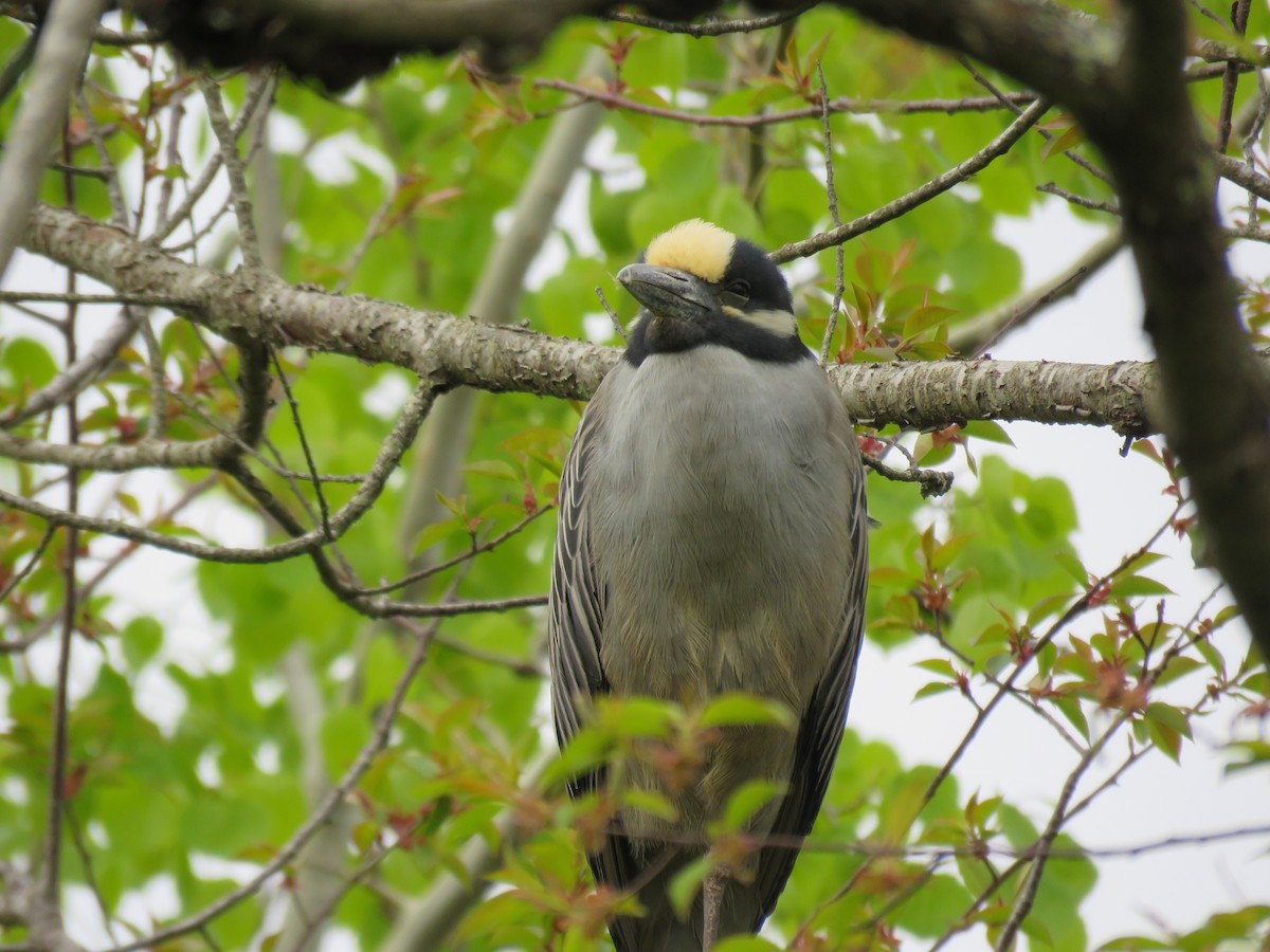 Yellow-crowned Night Heron - ML618665837