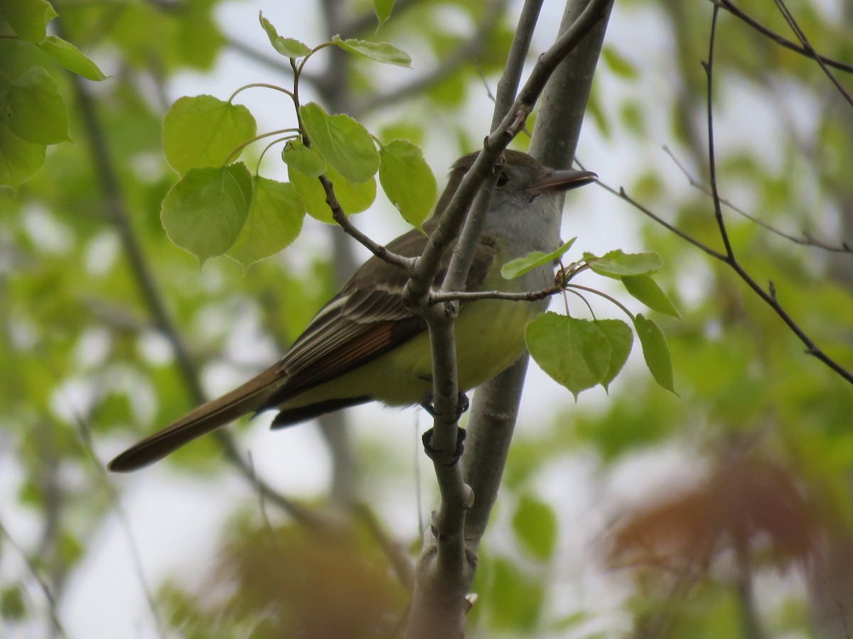 Great Crested Flycatcher - ML618665853