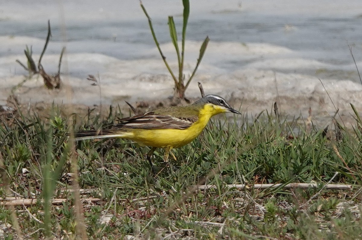 Western Yellow Wagtail (flava) - Martin Pitt