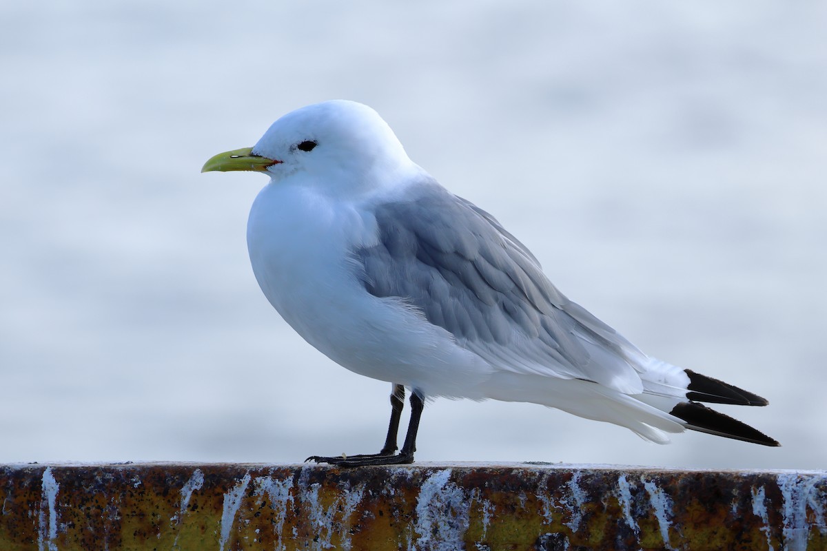 Gaviota Tridáctila - ML618665944