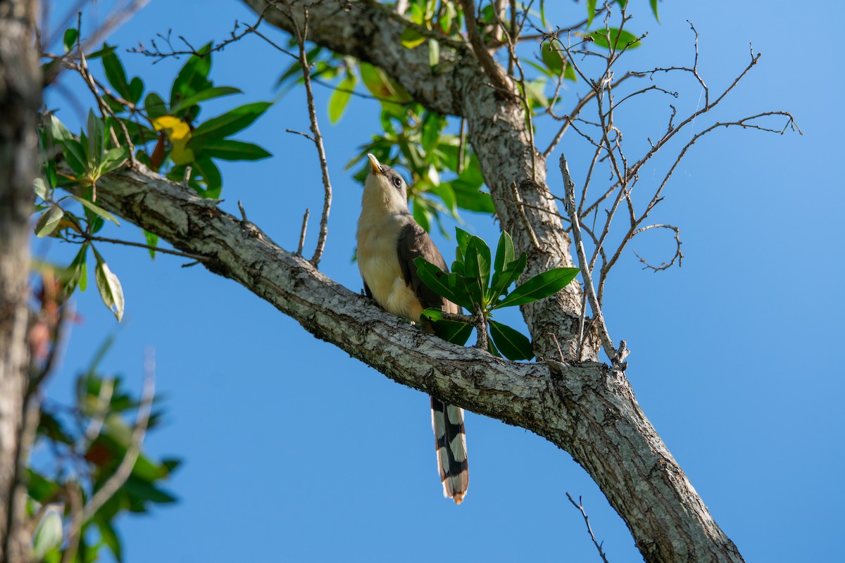 Mangrove Cuckoo - Nicholas Canino