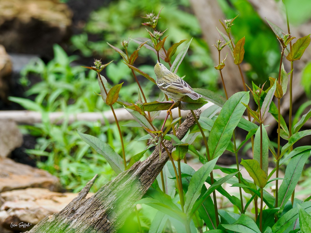 Blackpoll Warbler - Lisa Saffell