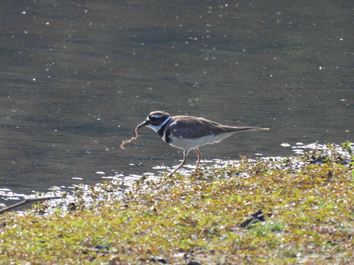 Killdeer - ML618666006