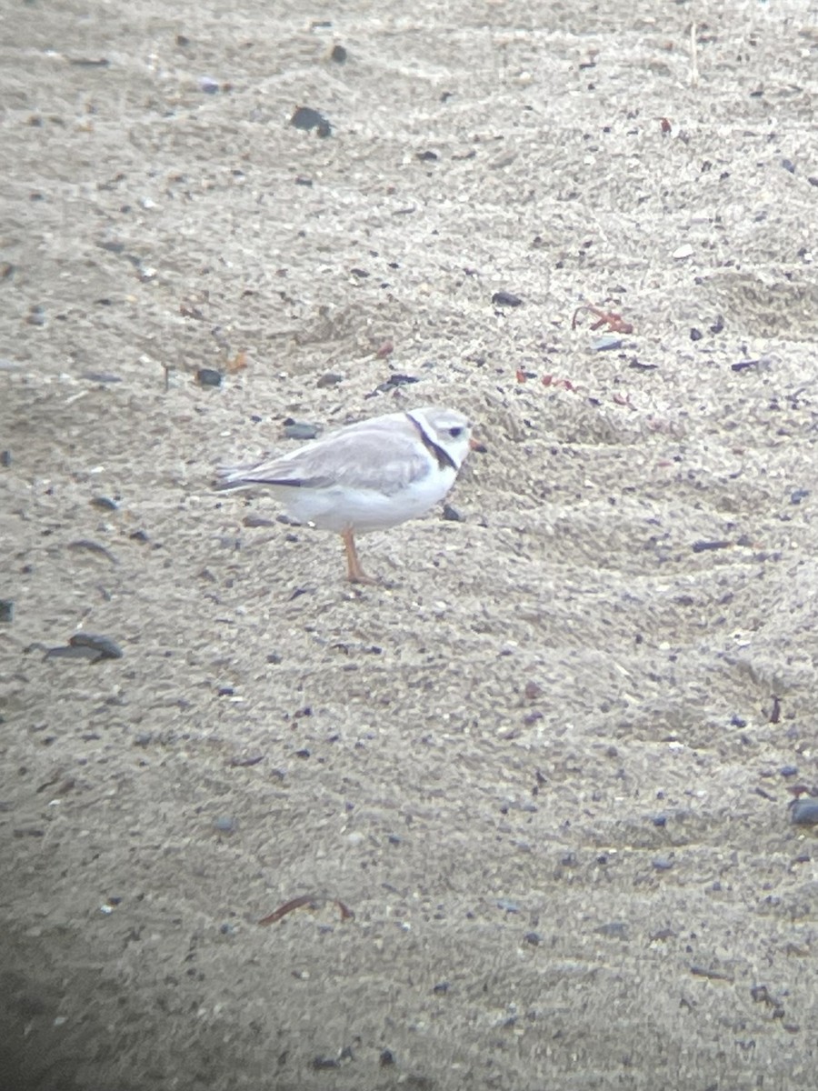 Piping Plover - ML618666007