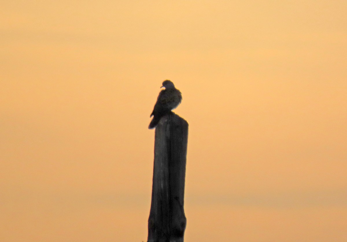 European Turtle-Dove - ML618666018