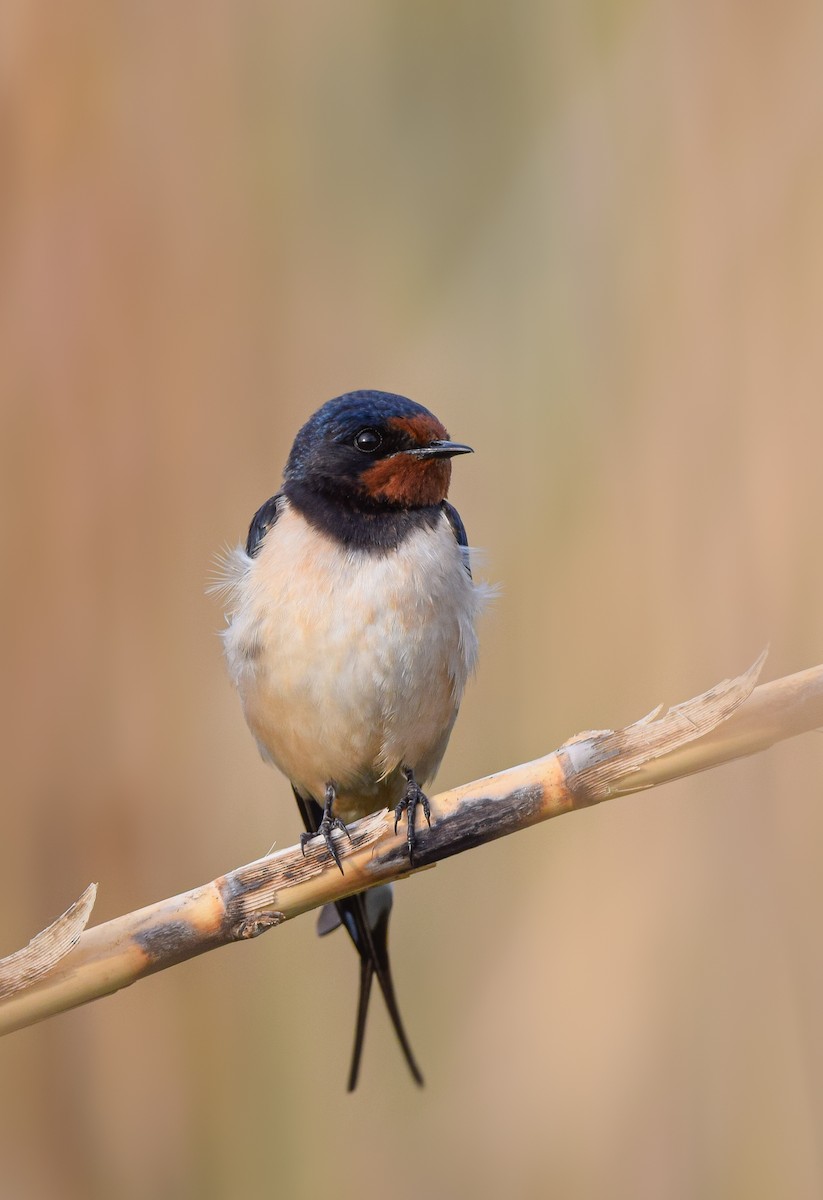 Barn Swallow - Christos Christodoulou