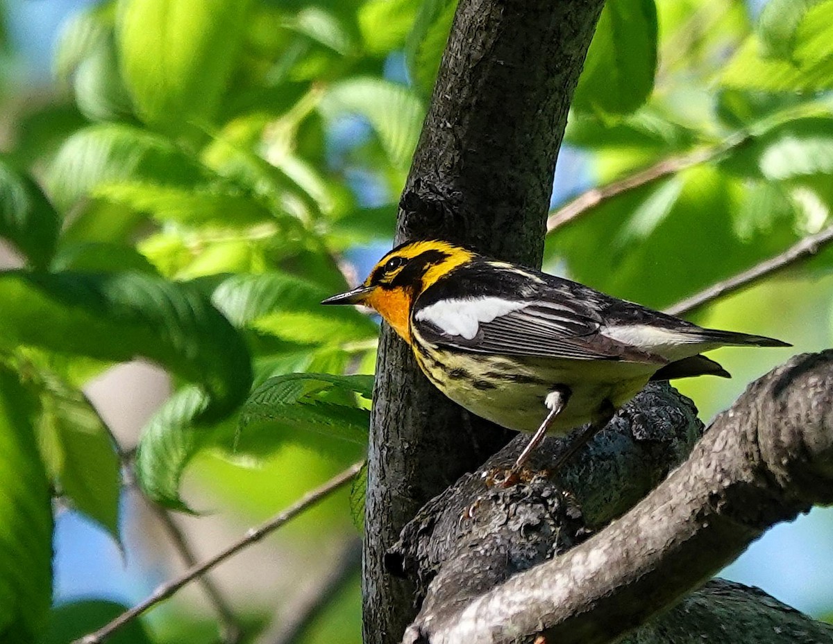 Blackburnian Warbler - ML618666049