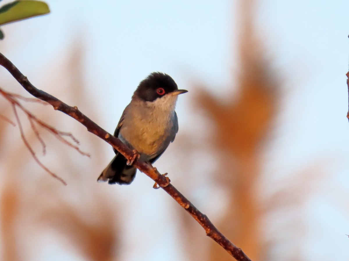 Sardinian Warbler - Francisco Javier Calvo lesmes