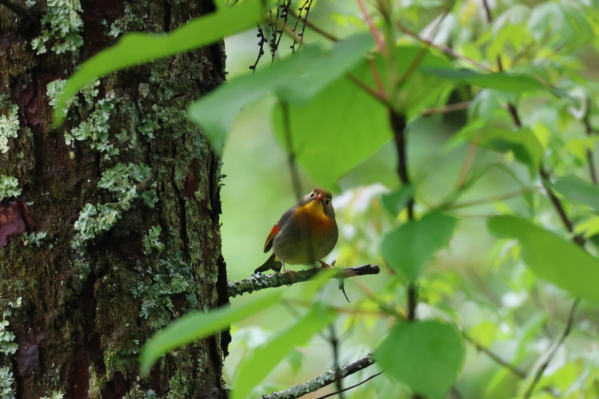 Red-billed Leiothrix - Ruichen Jin