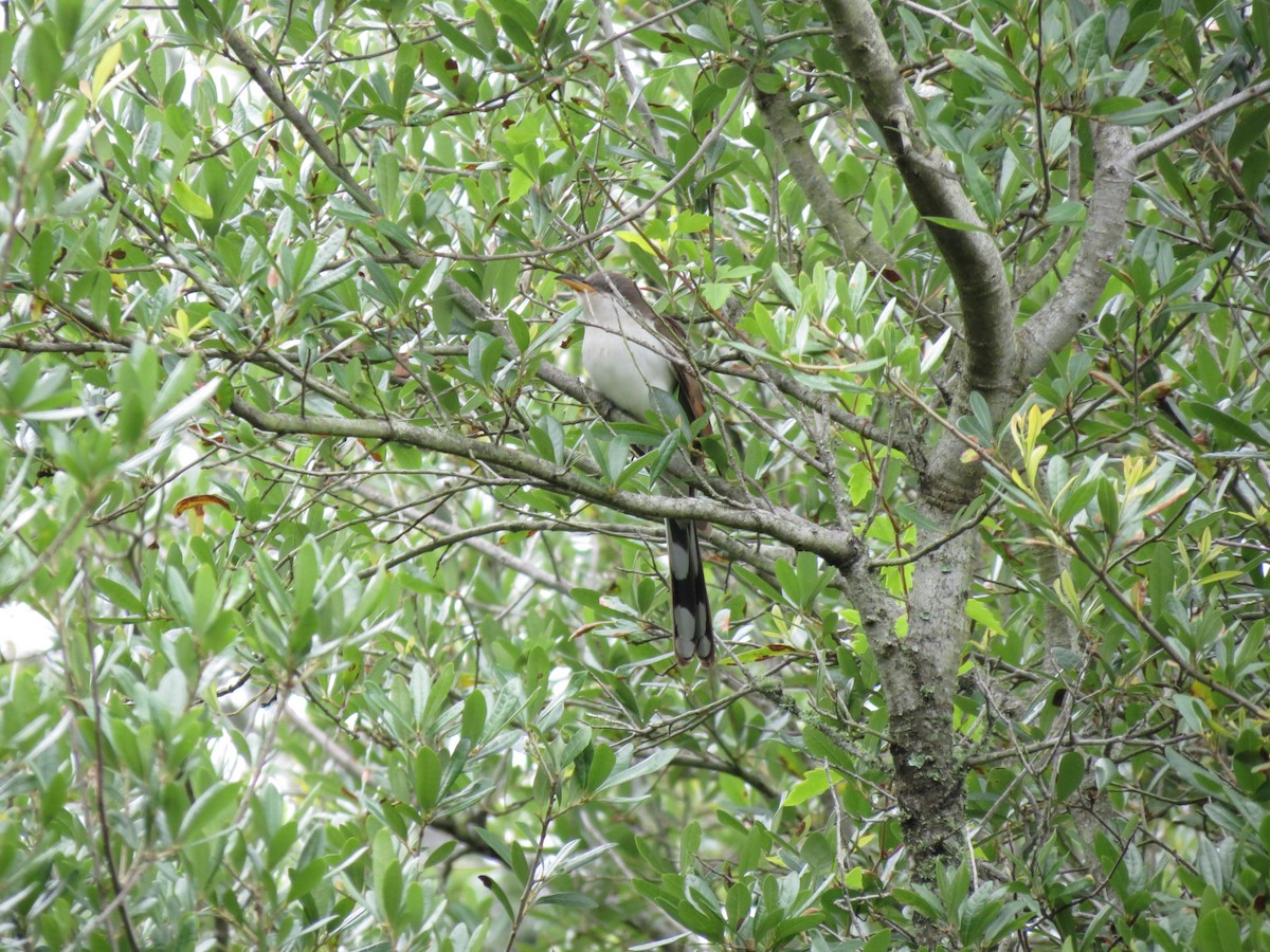 Yellow-billed Cuckoo - ML618666094