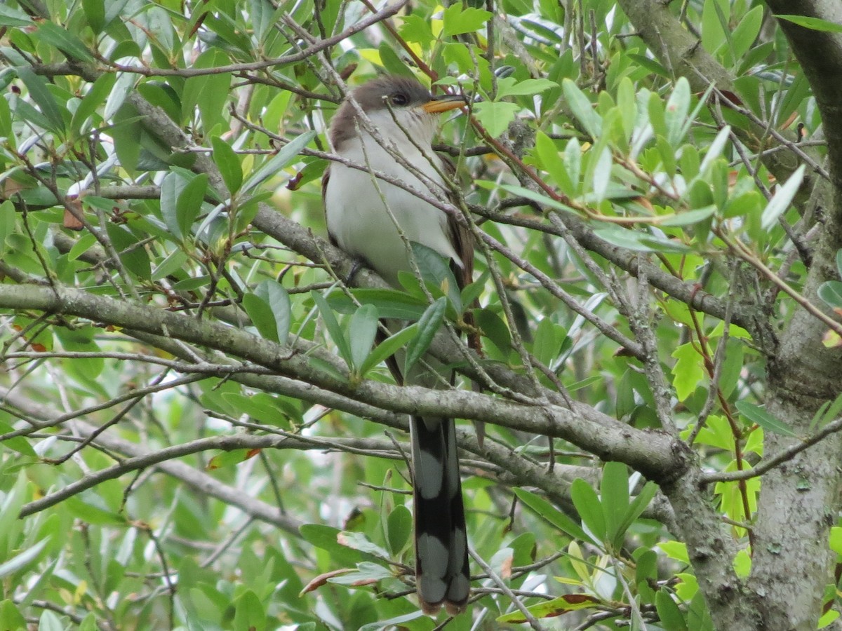 Yellow-billed Cuckoo - ML618666095