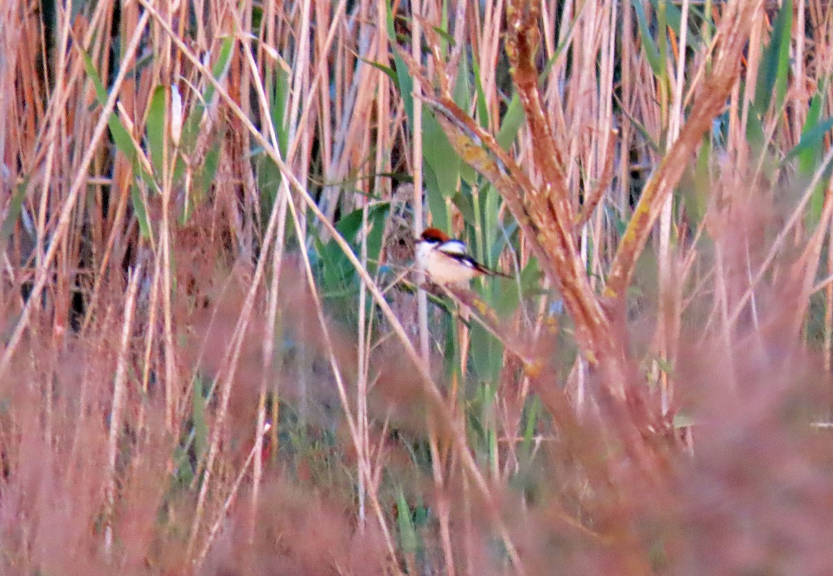 Woodchat Shrike - ML618666136