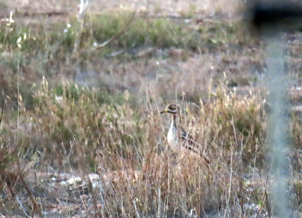 Eurasian Thick-knee - ML618666174