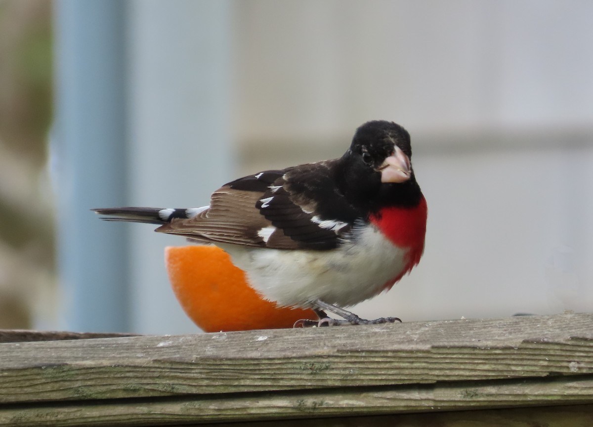 Rose-breasted Grosbeak - Trish Pastuszak