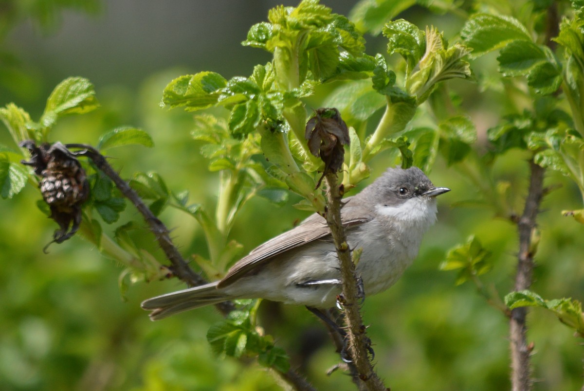 Lesser Whitethroat - Oksana Subotko