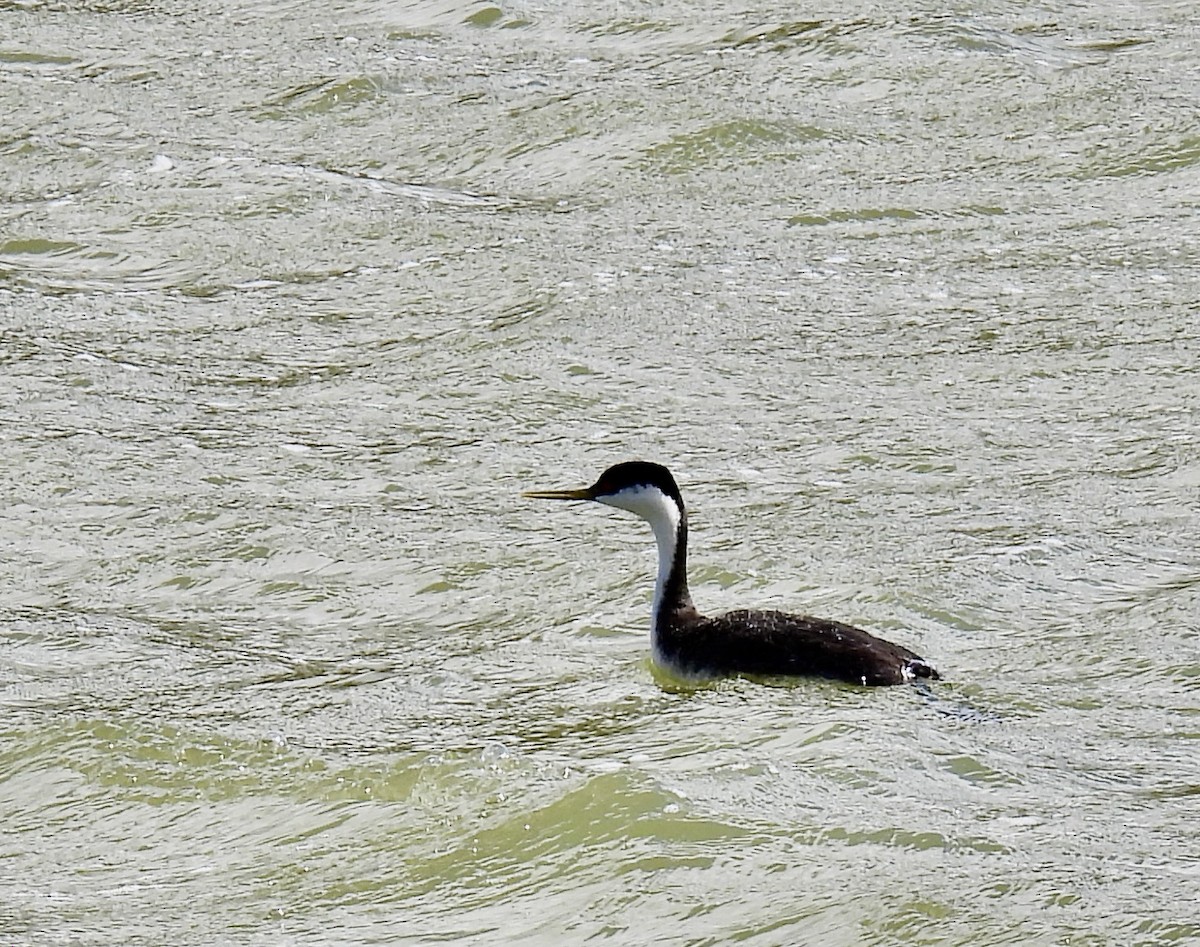 Western/Clark's Grebe - ML618666268