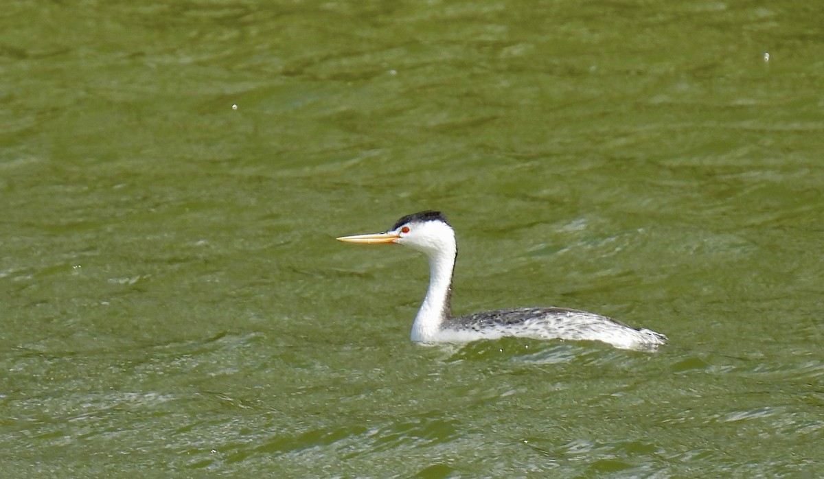 Western/Clark's Grebe - ML618666269