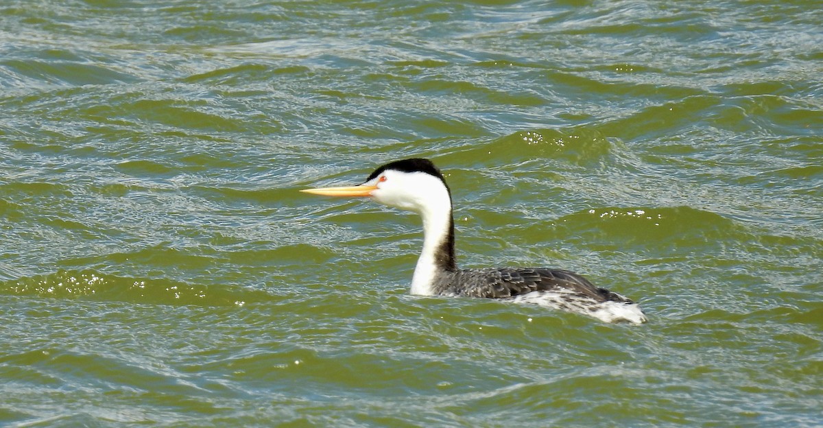 Western/Clark's Grebe - ML618666270