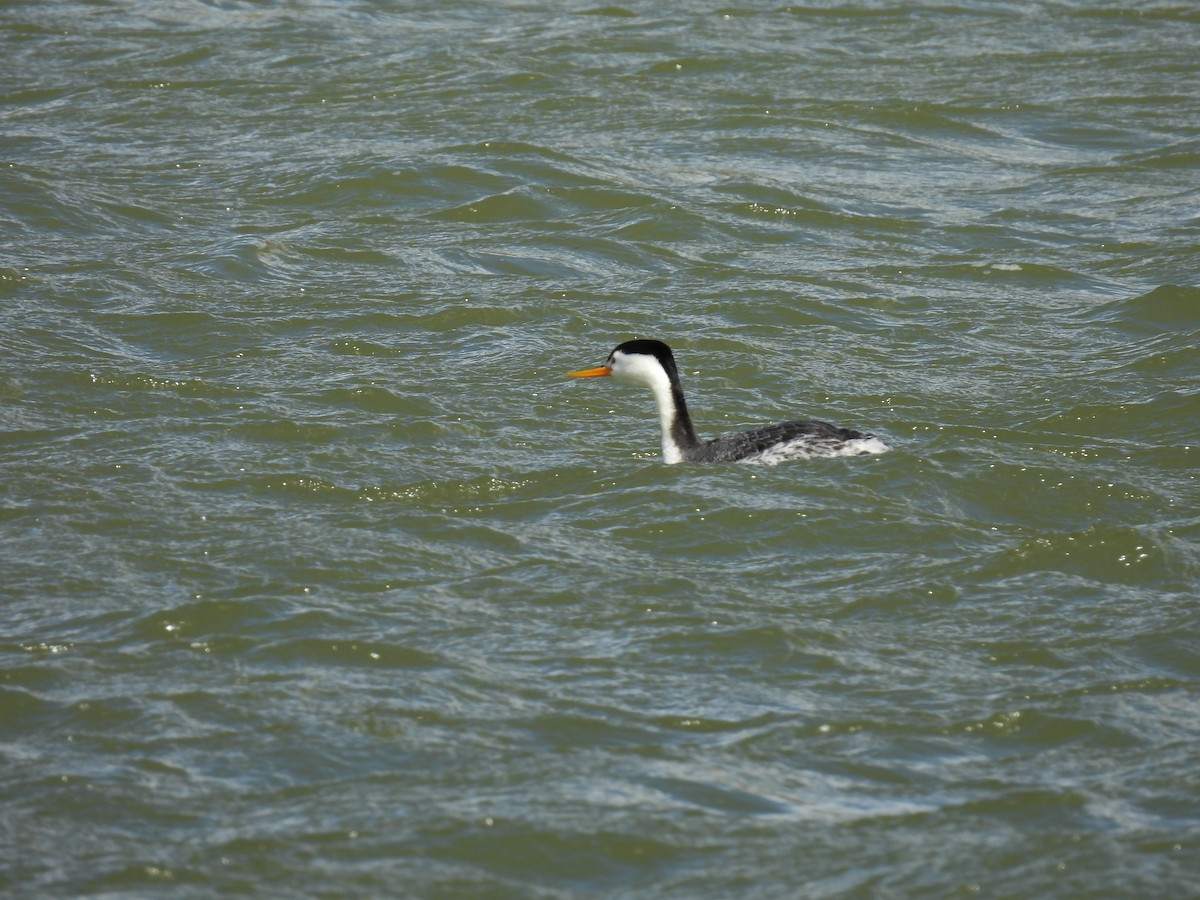 Western/Clark's Grebe - ML618666273