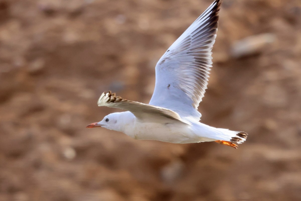 Slender-billed Gull - ML618666366