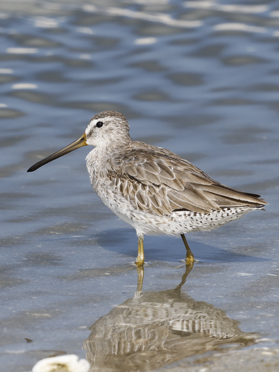 Short-billed Dowitcher - Sam Buttrick