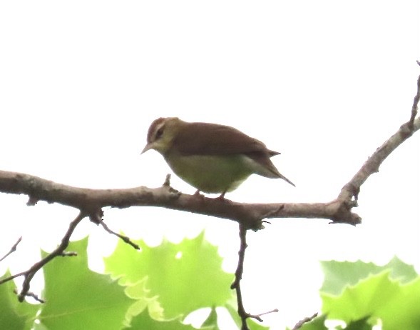 Swainson's Warbler - ML618666378