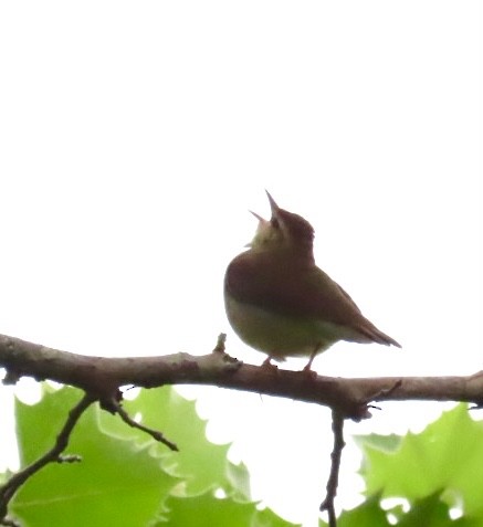 Swainson's Warbler - ML618666379