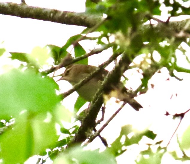 Swainson's Warbler - ML618666380