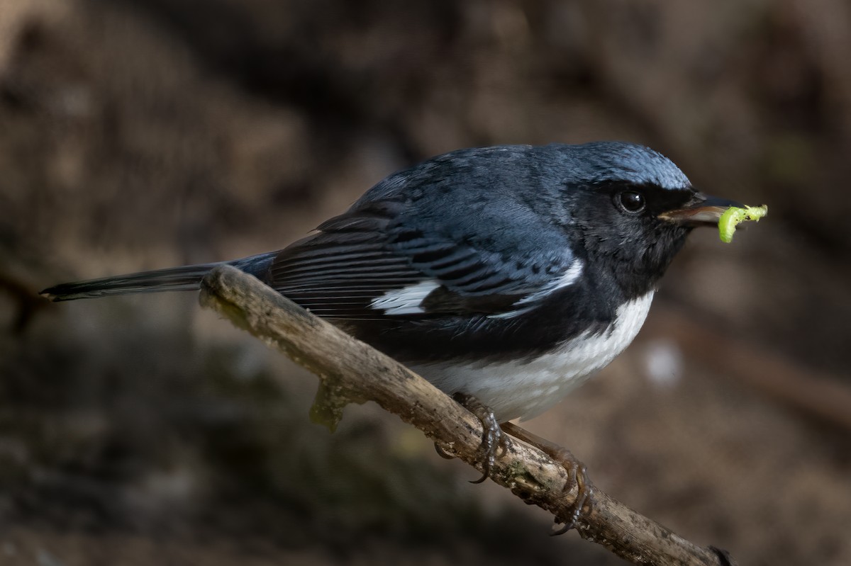 Blaurücken-Waldsänger - ML618666384