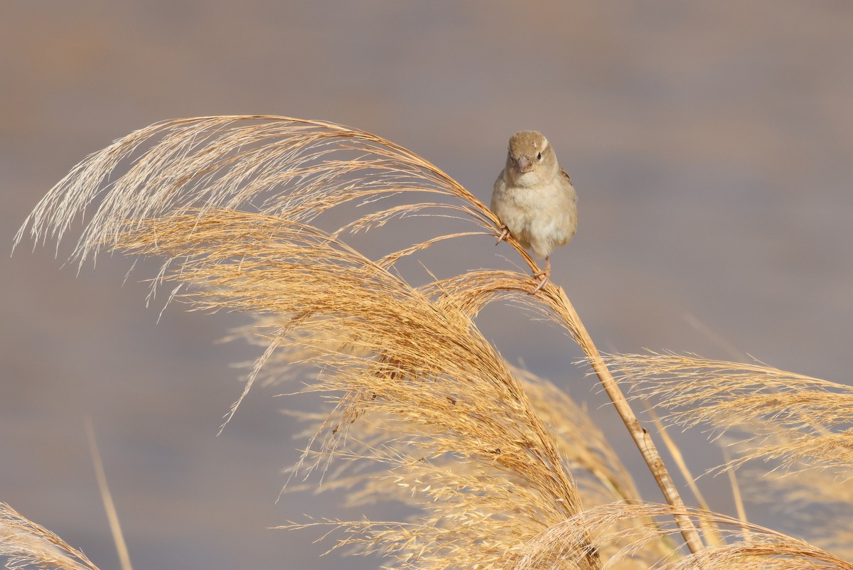 House Sparrow - ML618666398