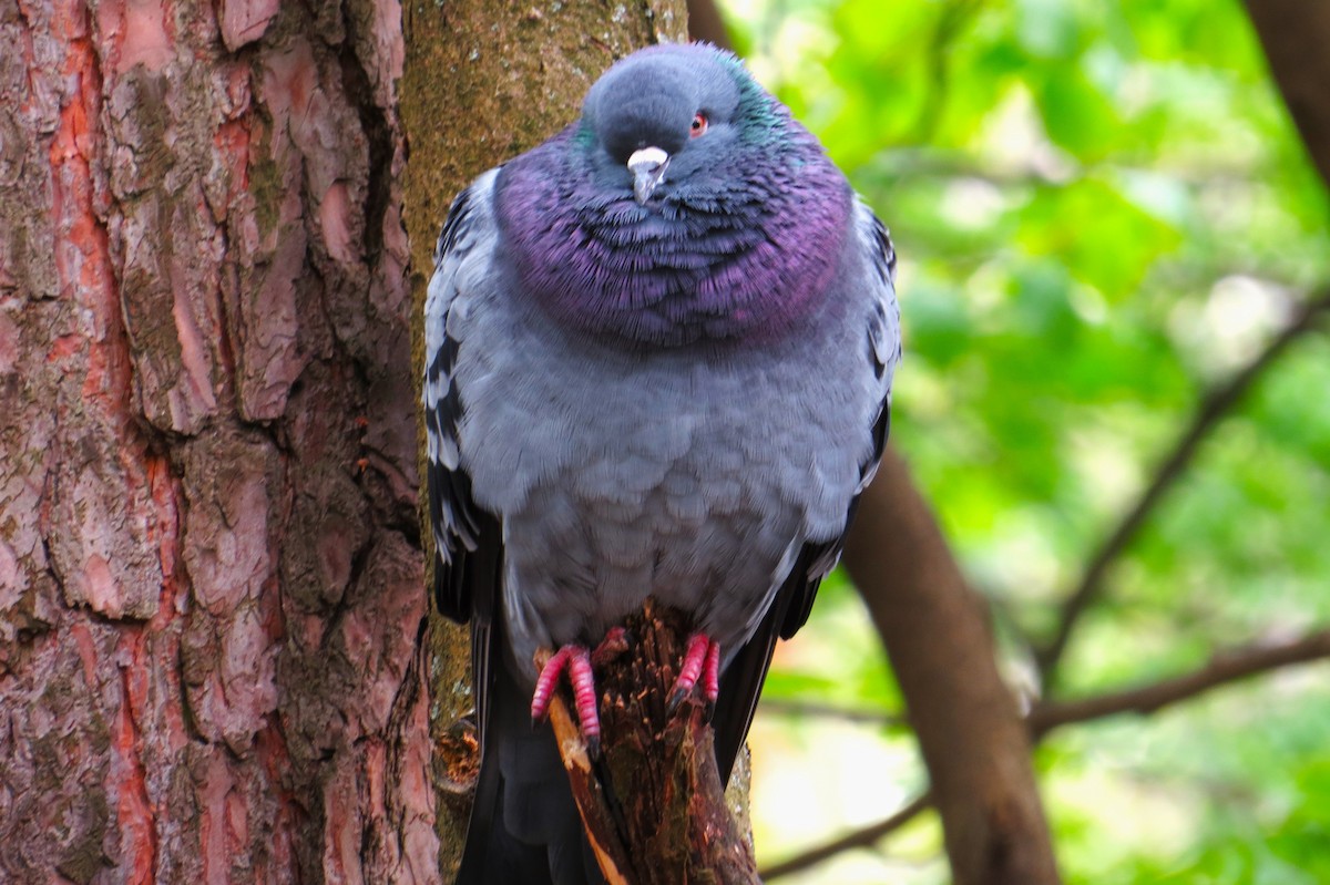 Rock Pigeon - Leah Kim