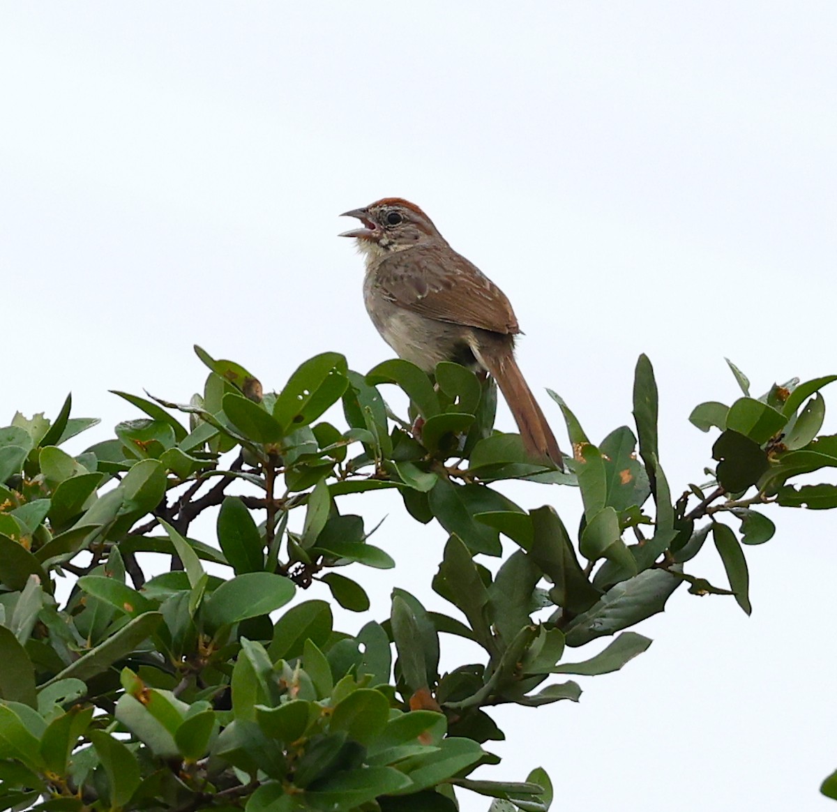 Rufous-crowned Sparrow - Ruben Ayala