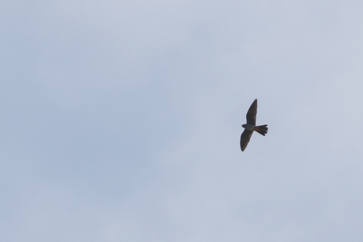 Red-footed Falcon - ML618666463