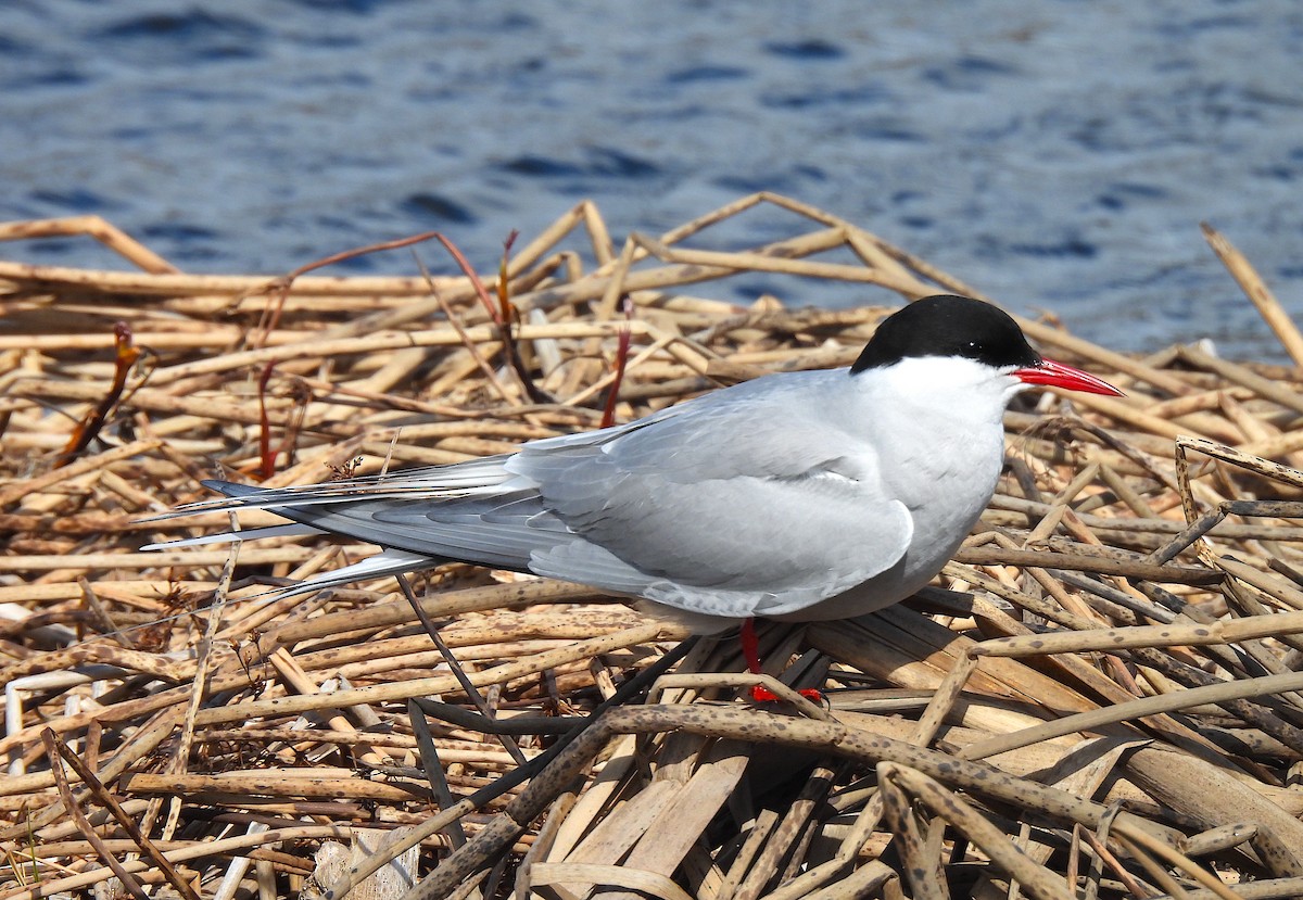 Arctic Tern - ML618666464