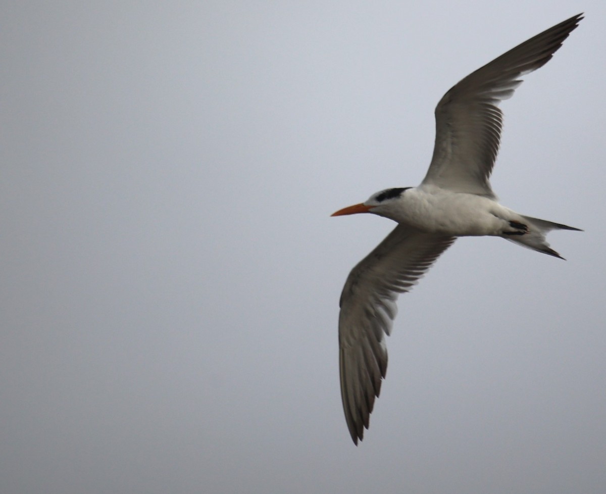 Royal Tern - Lawrence Gardella