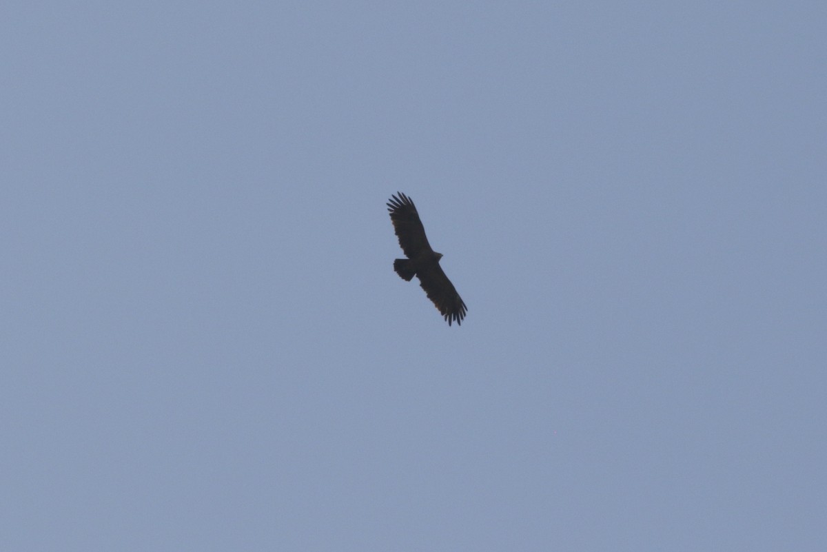 Lesser Spotted Eagle - ML618666505